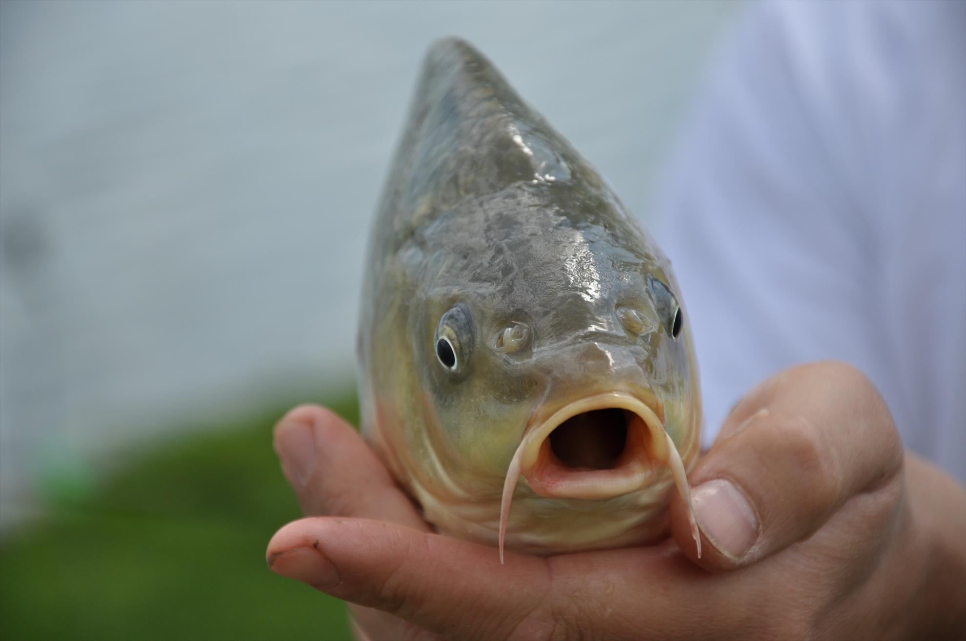  GREENFISH - dsc0511.JPG